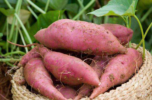 紅薯怎么才能保存的時(shí)間長(zhǎng)點(diǎn)？