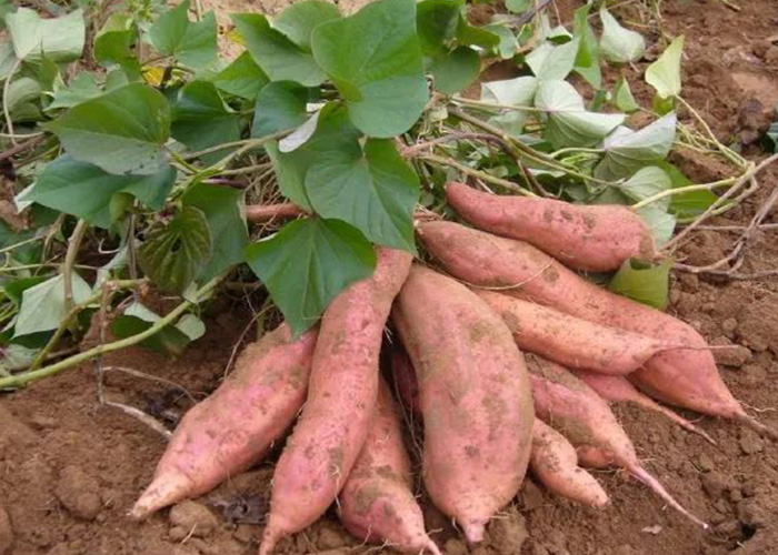 紅薯*佳收獲期，這些注意事項(xiàng)別漏了